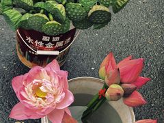 -渌洋湖湿地公园