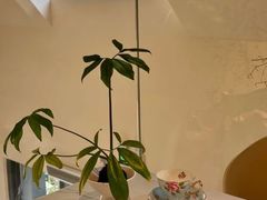 -花神·轻食简餐·咖啡馆·花卉绿植(荷兰花卉小镇店)