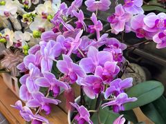 -双季花艺园艺市场(浦东店)