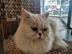 -喵屿·大理花园猫咖