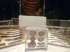 象牙纵切片-金沙遗址博物馆