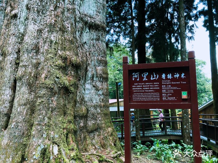 阿里山风景区图片 第105张