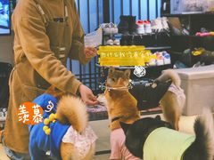 -逗柴咖啡屋·狗咖猫咖宠物桌游