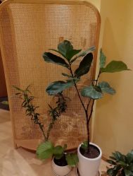 -小颜秘家·韩国整骨