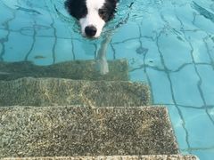 -趣玩宠物乐园寄养训犬训狗游泳池