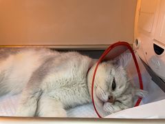-中农国际动物医院24小时·猫科·骨科·急重症中心
