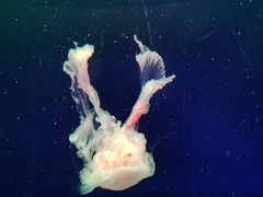 -西安曲江海洋极地公园