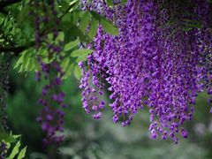 -嘉定紫藤园
