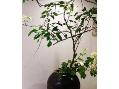 -稍可轩博物馆餐厅