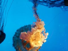 -太平洋海底世界