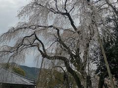 -醍醐寺