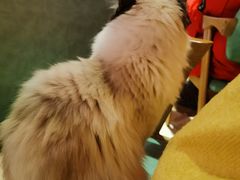 -猫色咖啡·猫咖