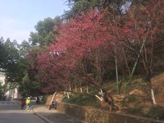 -武汉大学-樱园