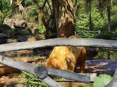 -海南热带野生动植物园