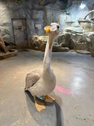 点击看大图 -Zoolung Zoolung动物主题公园(海信广场店)