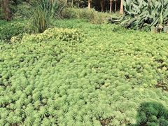 -桤木河湿地公园