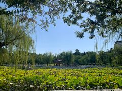 -莱西月湖公园