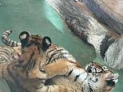 -横道河子东北虎林园