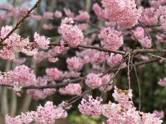 -顾村公园