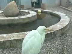 -青藏高原野生动物园