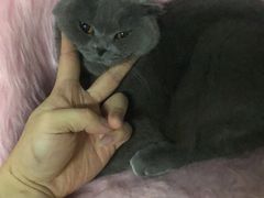 -猫先生桌游