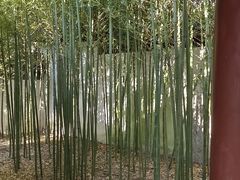 -秋霞圃