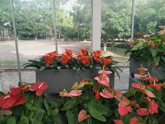 -上海鲜花港