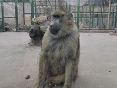 -新疆天山野生动物园