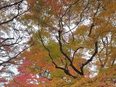 -常寂光寺