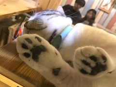 -小时光咖啡馆(开森度假森林店)