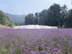 android_upload_pic-紫海香堤香草艺术庄园