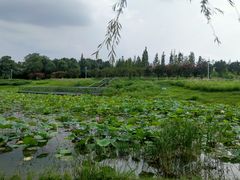 -两河城市森林公园