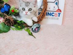 -十年猫舍·猫咪专门店(普陀店)