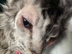 -东莞宠友24H宠物中心医院·转诊夜诊·异宠(新河北路院)