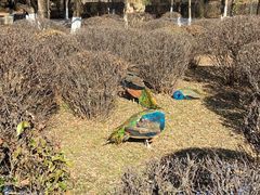 -沈阳鸟岛