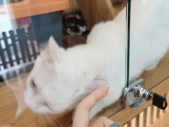 -南京Hallo宠物乐园·哈罗犬舍·柴犬繁育基地