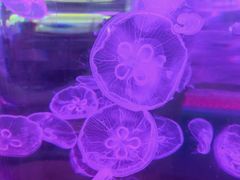 -欢乐海岸海洋奇梦馆
