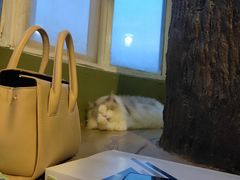 -猫猫幼稚园·撸猫·桌游·电玩