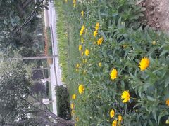 android_upload_pic-立水桥公园