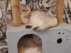-猫小院猫主题餐厅(三里屯店)
