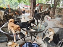 -柴犬高等学院·狗咖·柴犬售卖·宠物训练