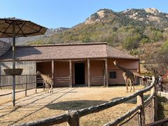 -青岛森林野生动物世界