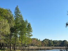 -贡湖湾湿地公园