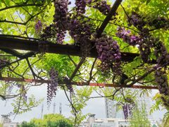 -嘉定紫藤园