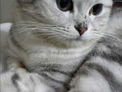 -Bastet sally猫舍购宠(静安店)