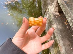-采芝斋评弹茶馆(观前街店)