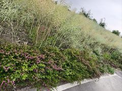 -空港花田景区