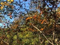 -大岭沟猕猴桃谷风景区