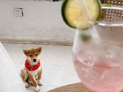 -共舞时光猫咖·狗咖(新街口店)