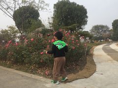 -鹅湖玫瑰文化园